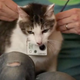 Illustration for article titled Superchunks Crossed Wires cat video goes viral sans any mention of Superchunk